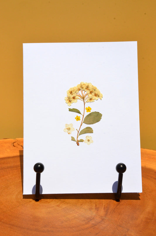 Pressed Flower Greeting Card (Blank Inside)