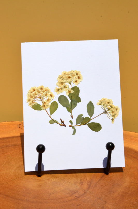 Pressed Flower Greeting Card (Blank Inside)